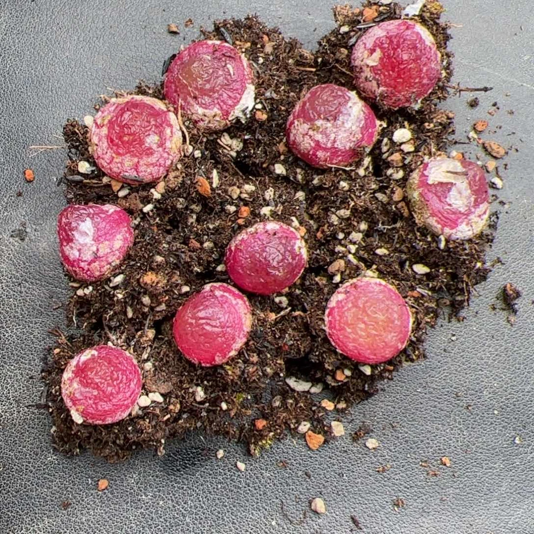 团*?0722号灯泡 10颗