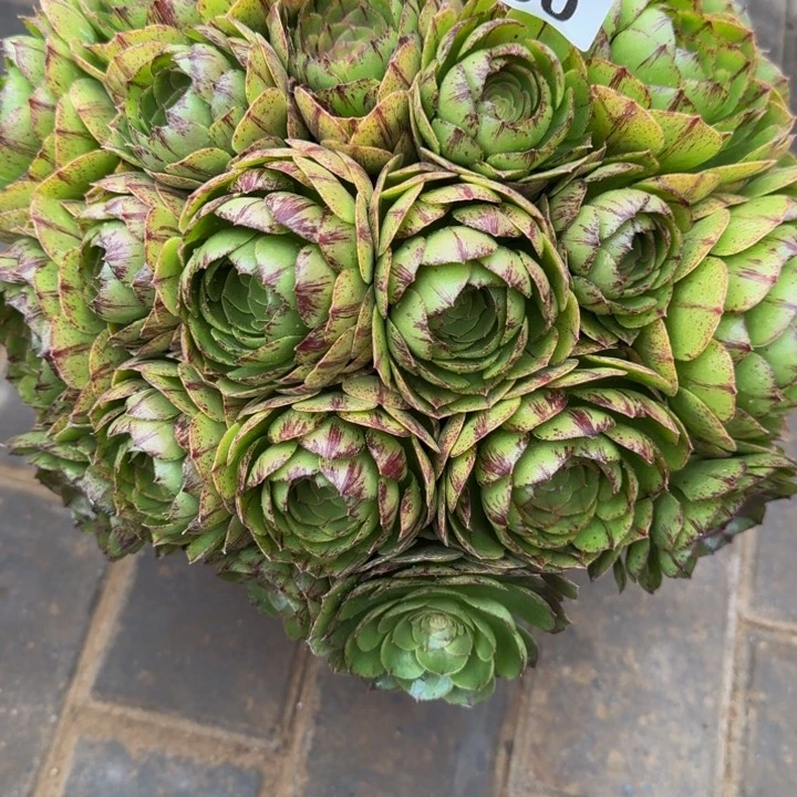 美*万拉丝丛林060肉肉