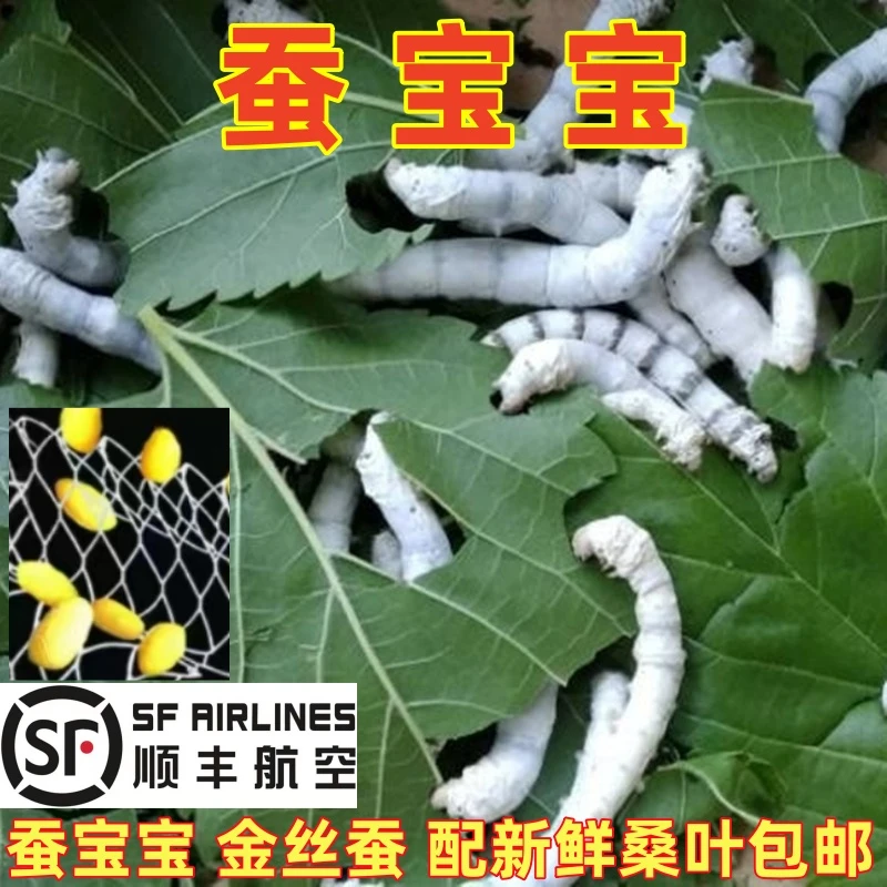 新鲜桑叶蚕宝宝养蚕工具蚕种金丝蚕小蚕虫嫩桑叶喂蚕现摘桑叶