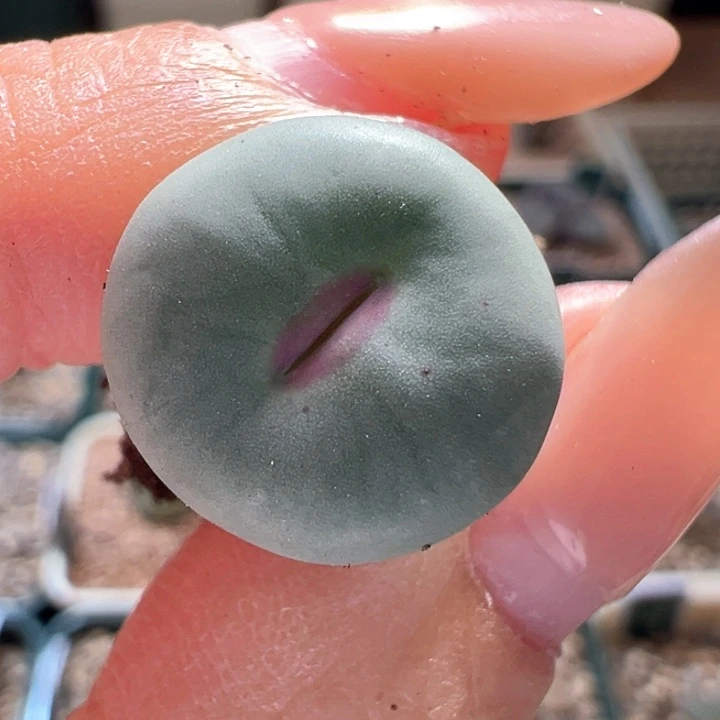 w737。ts427。嘴嘴 最后两颗福利价