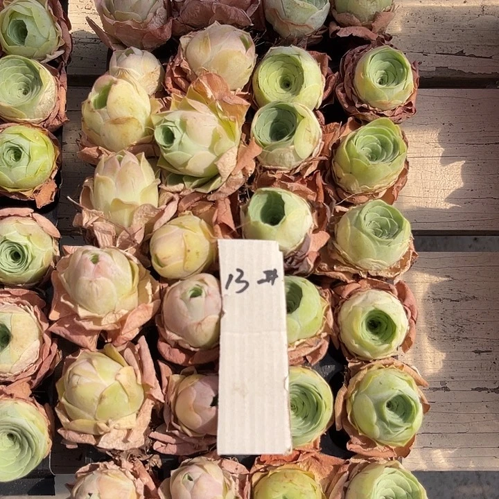 山地玫瑰13号，一物一拍28颗2.5cm左右