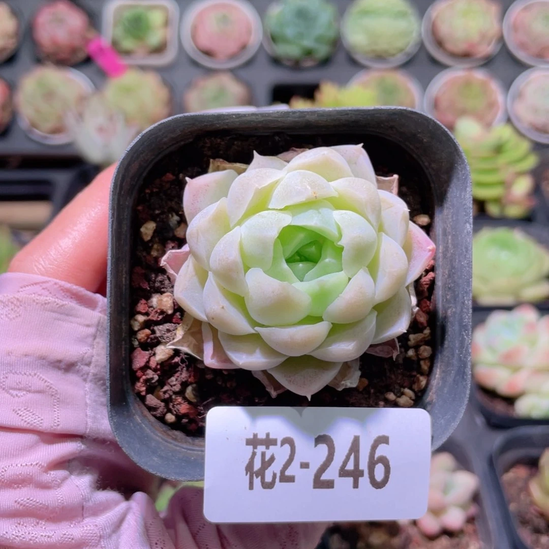 花利美2-246白月影