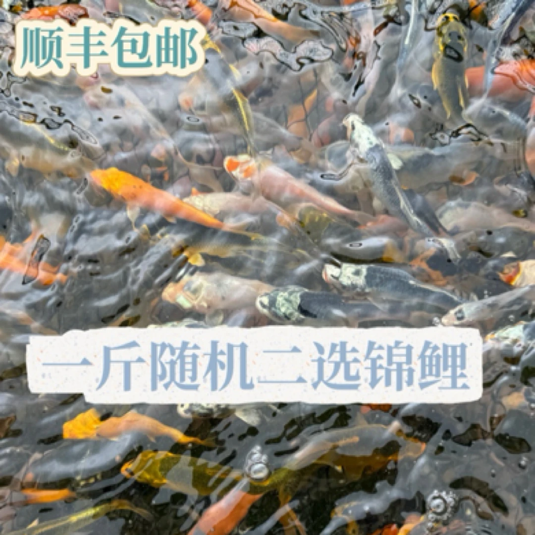 1斤二选鱼苗，介子、红白、孔雀、金松、银松、昭和、大正