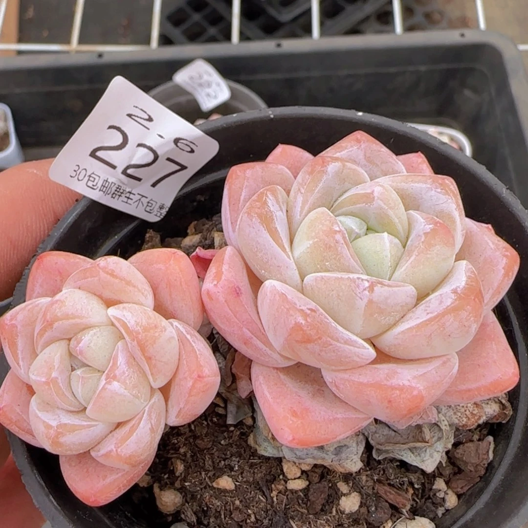 双头老桩冰玉一颗脱土