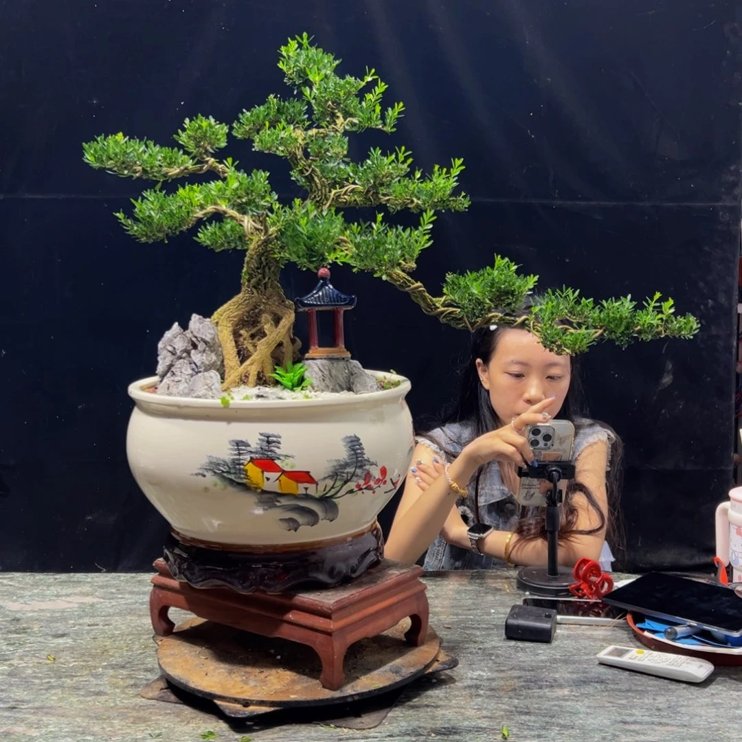 无花朵广东黄杨四季常青