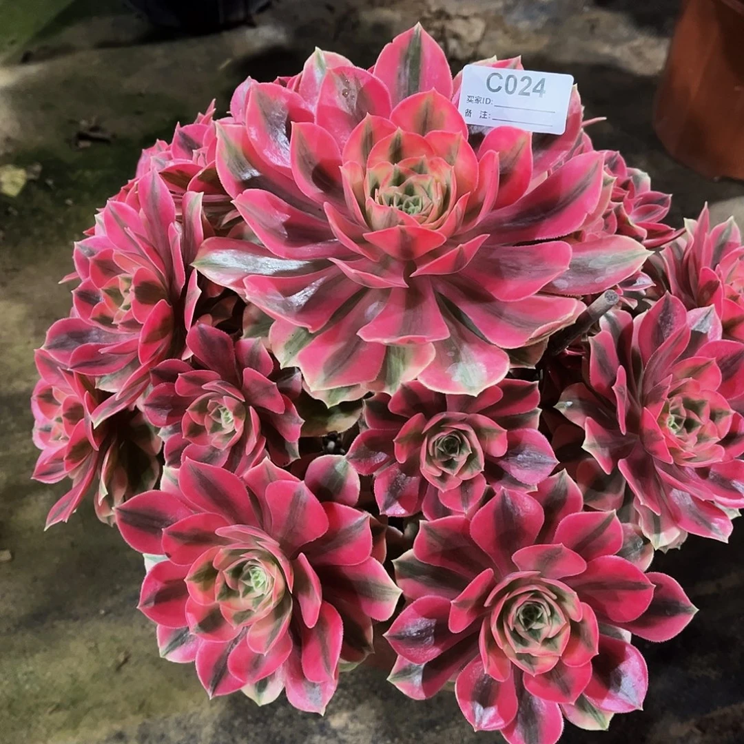 蓝***）完全开放多肉植物024女妖法师