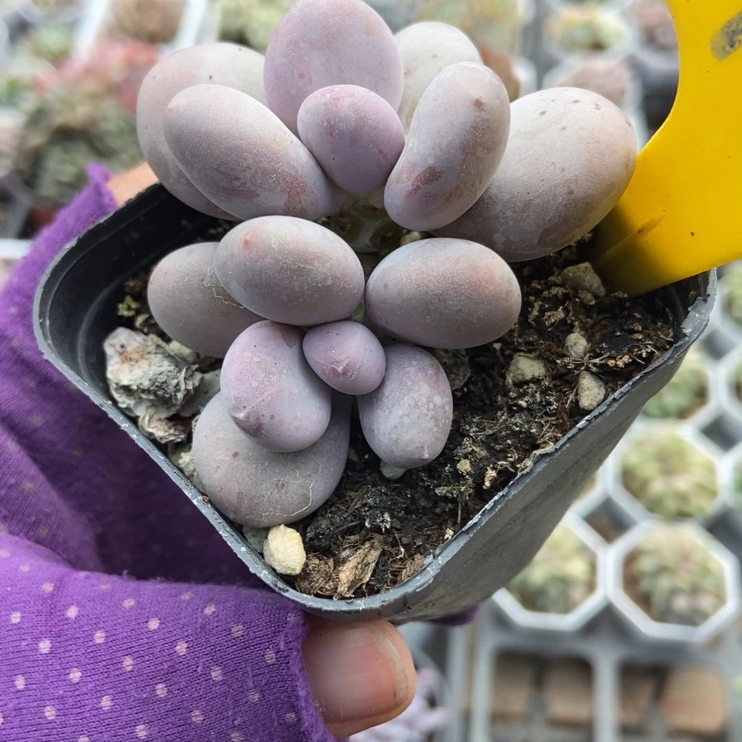 913大叶奶多肉植物