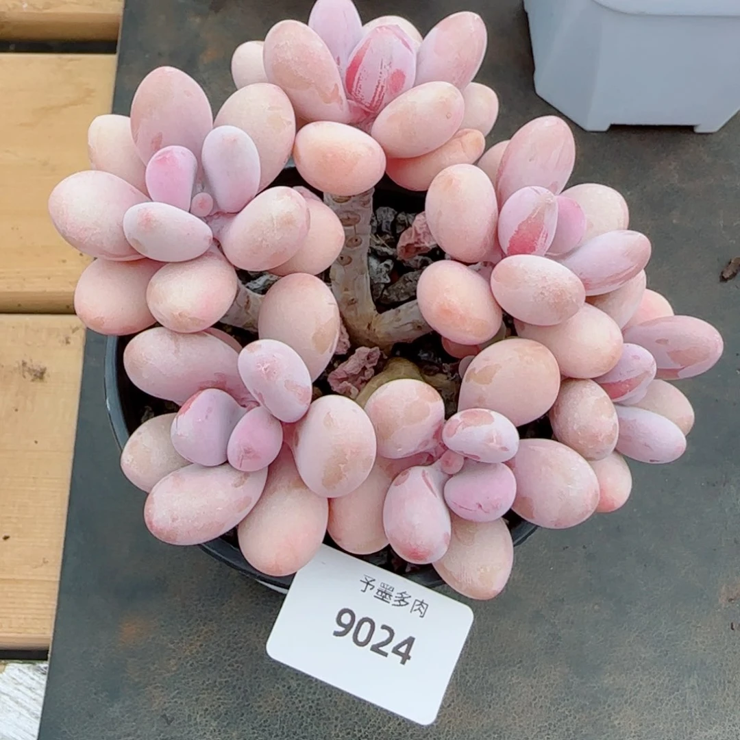 桃蛋无砍，9024多肉植物
