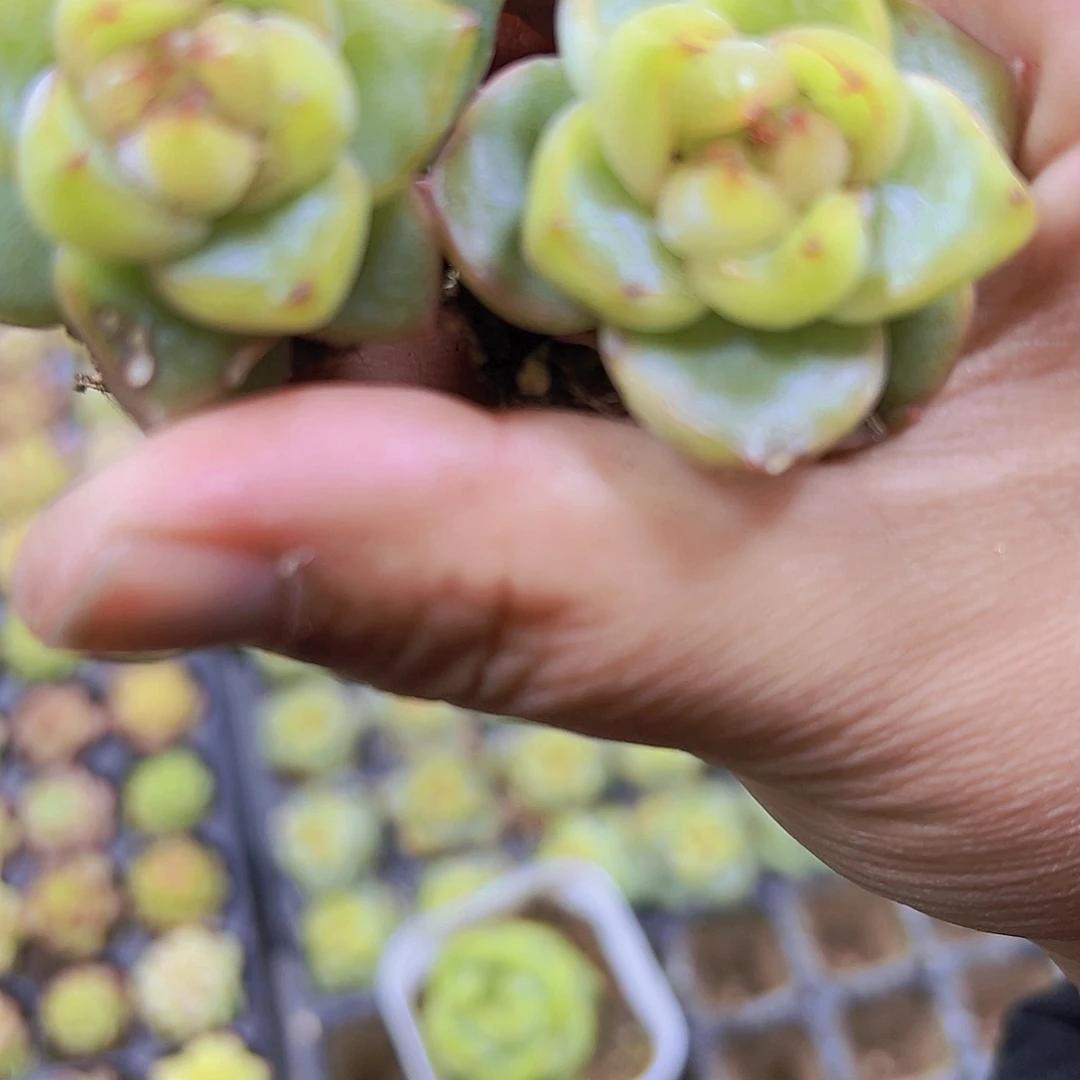 翡翠珍妮3个19包邮多肉植物