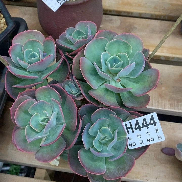 莫妮卡大群 非偏远38包邮 节后发