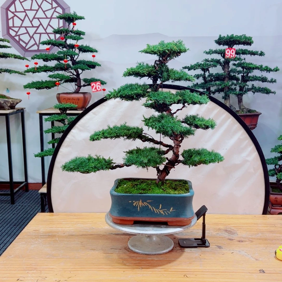 老桩盆景原生桩龙爪松