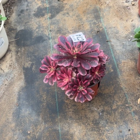 741美杜莎不包断枝