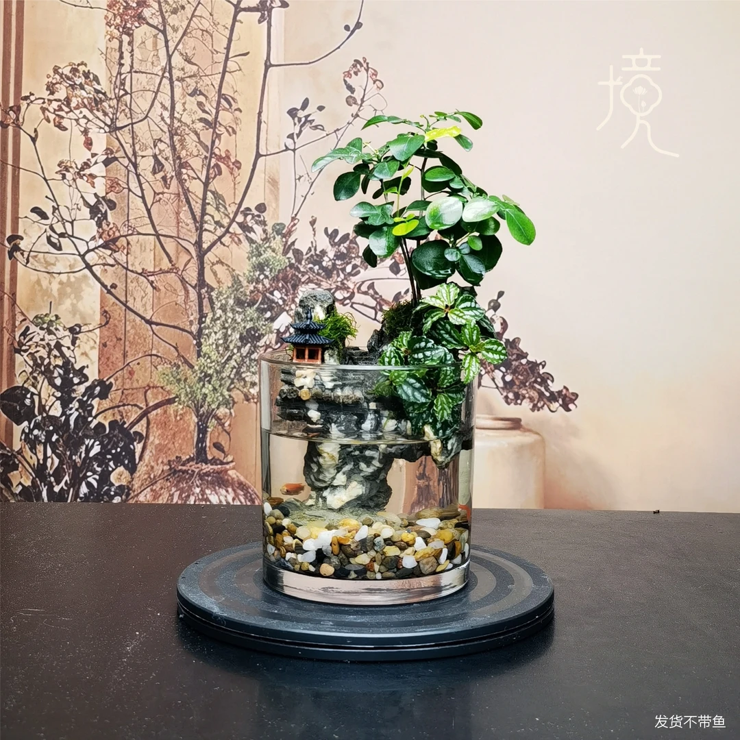 [九里飘香-O]小叶九里香创意真绿植室内景观国风摆件鱼缸12*12cm