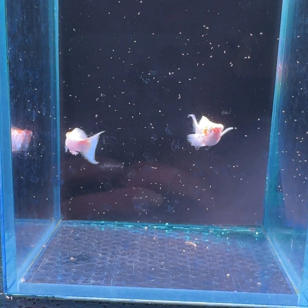 黑玛丽鱼465号玛丽2条
