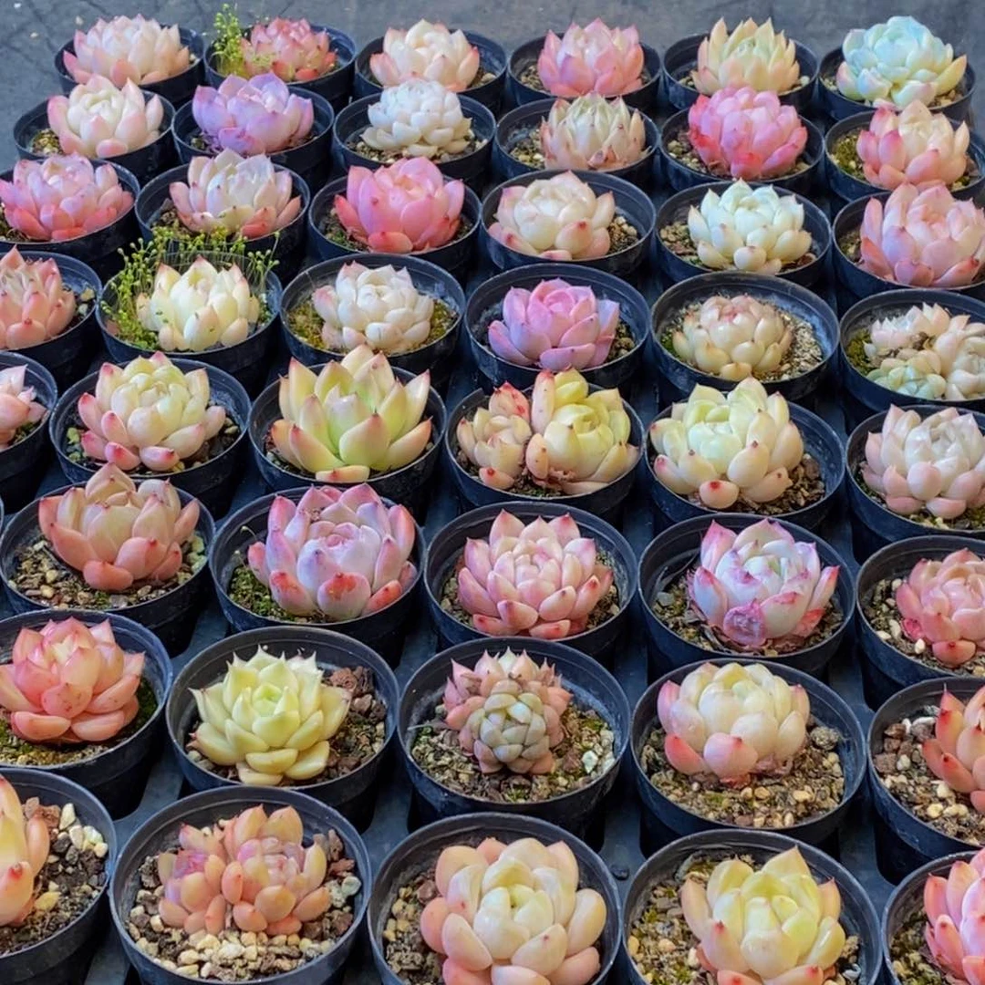 h****h546多肉植物保护研究所所长助理