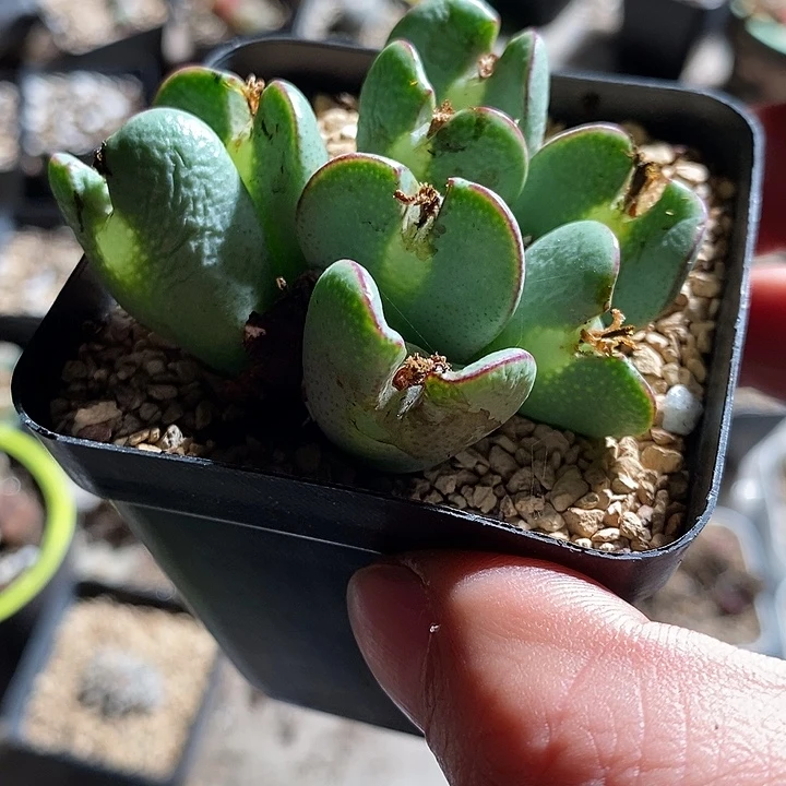 31366。 红边矮胖带眼睛。 将。