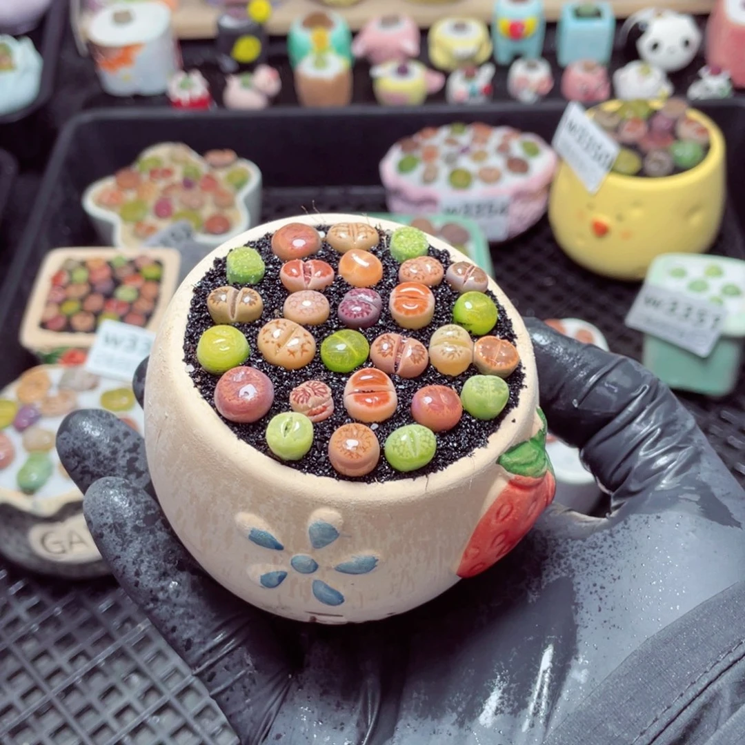 w3357--带盆土发货，零下地区拍保温箱