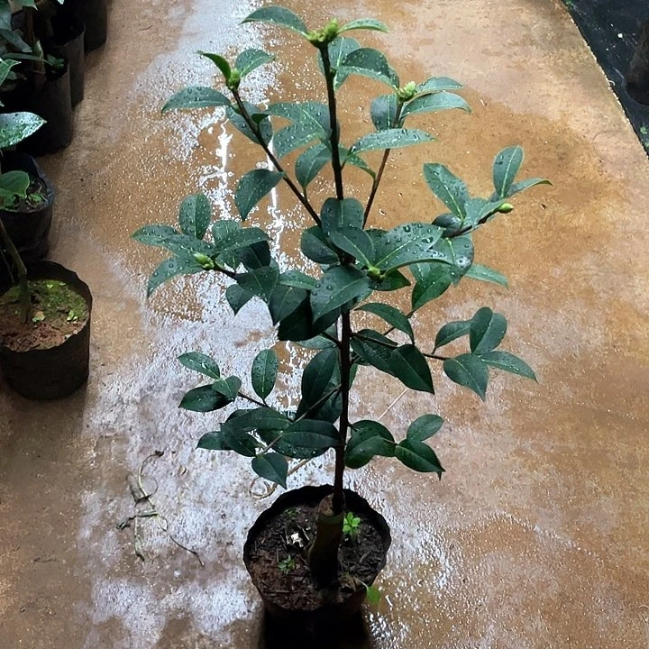 完全开放雪娇嫁接一刀91公分高