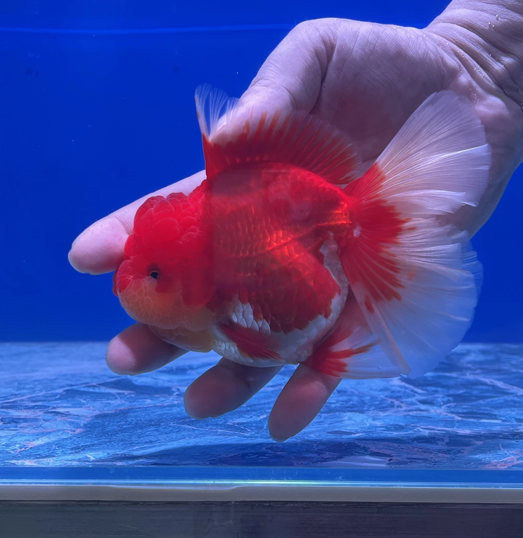 原泰泰狮金鱼百褶泰狮将军体泰狮短尾泰狮冷水淡水小金鱼