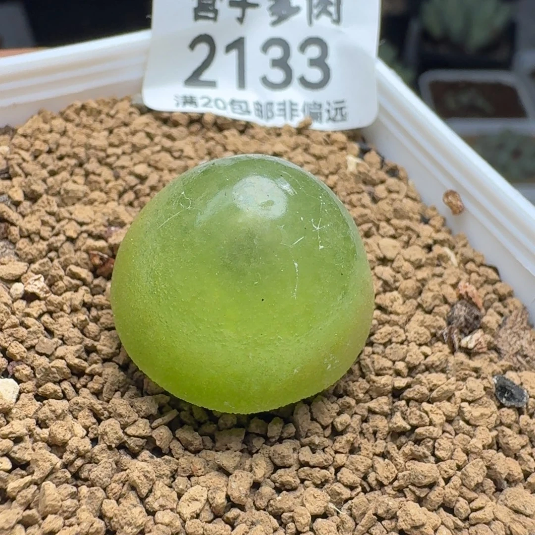 灯泡2.2➕。 带盆土。