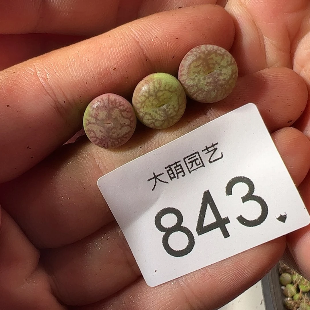 一物一拍。         843