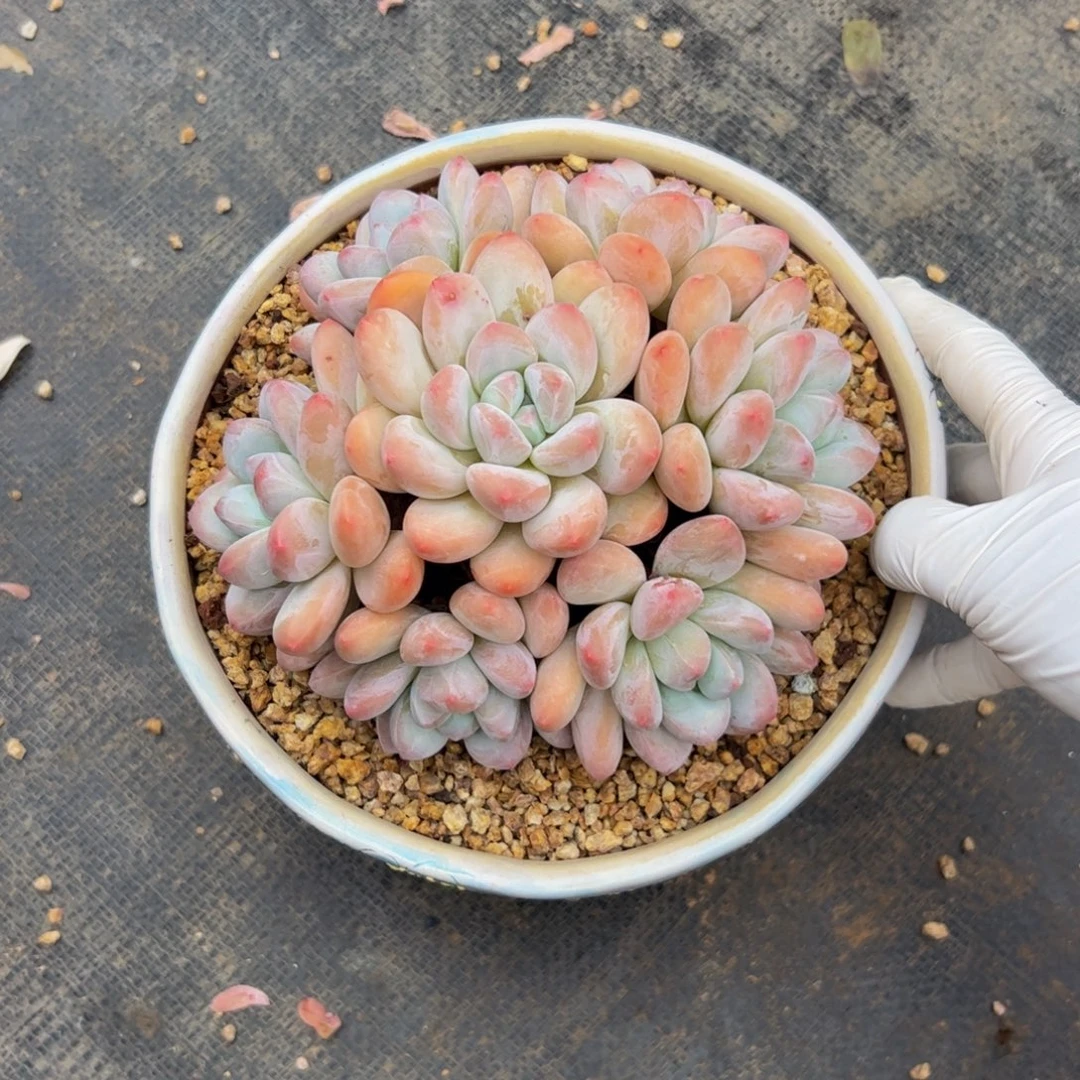 ****香水自然群多肉植物