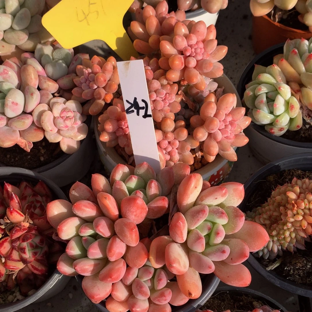 迈达斯国王7272727272