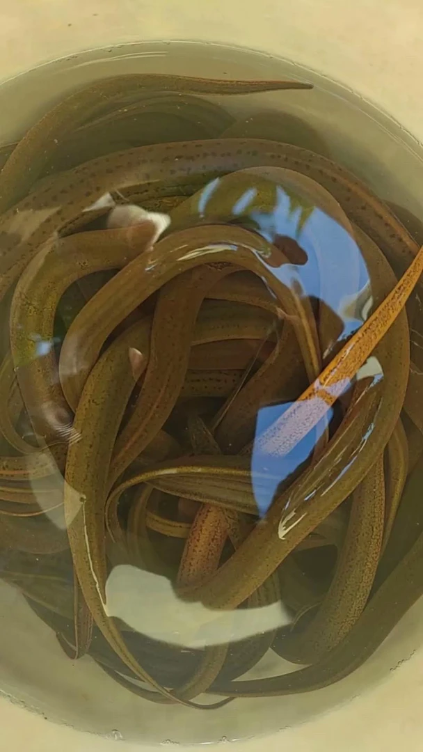 【顺丰包邮】本地鱼塘稻田黄鳝纯天然野外捕捉包活到家