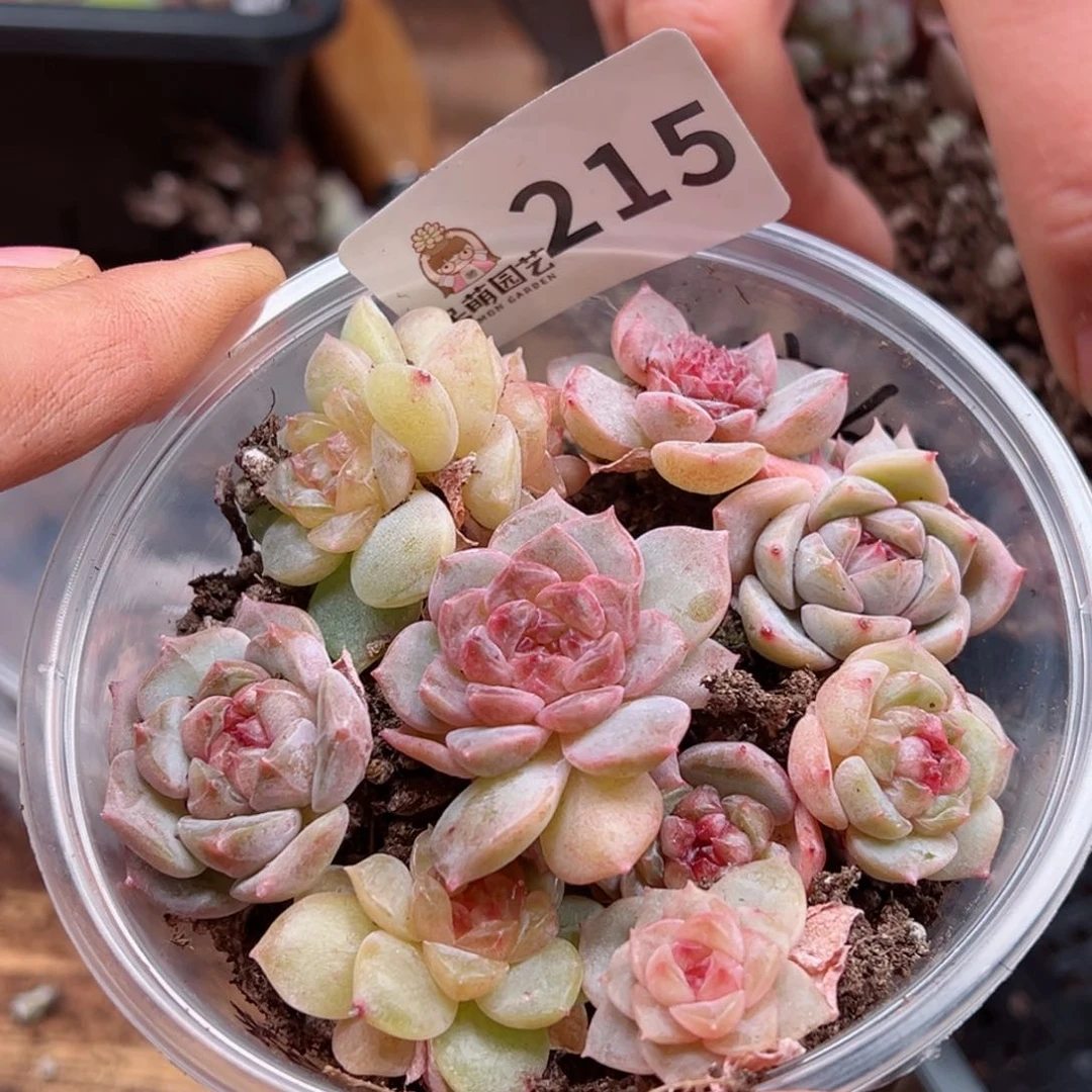 静****）多肉植物多肉植物