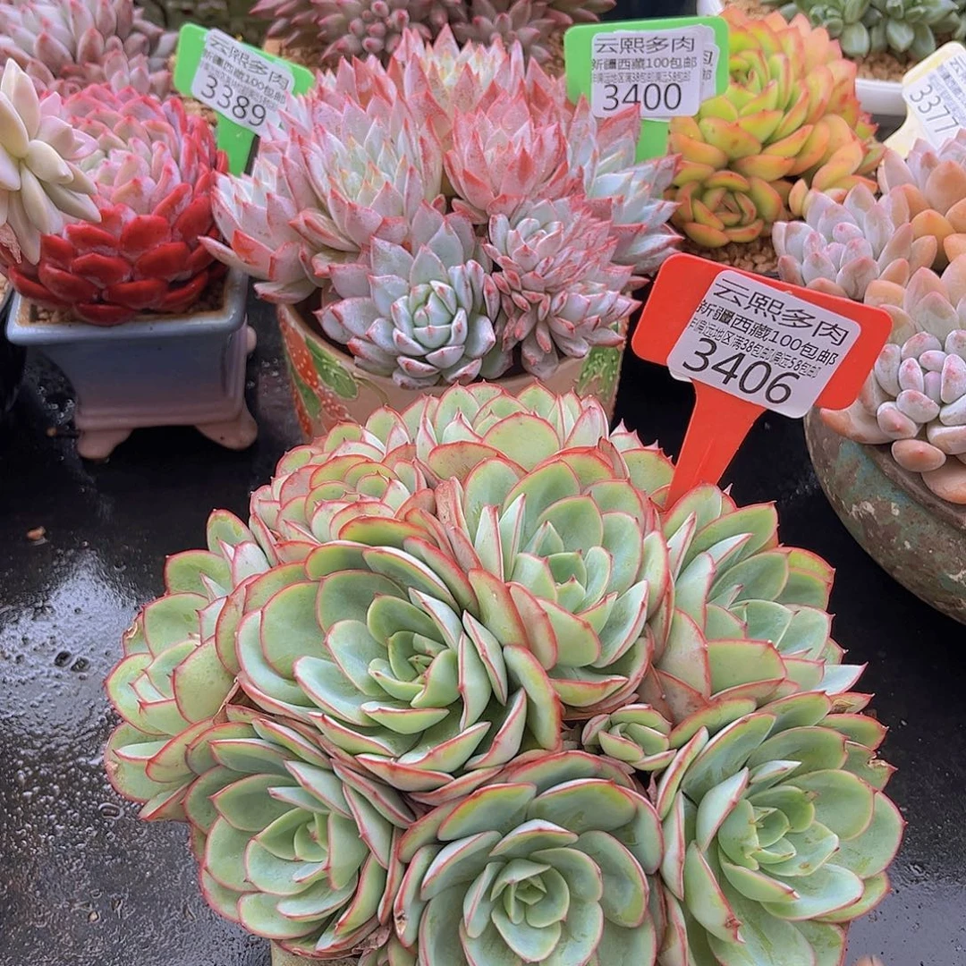 3406牡丹亭多肉植物