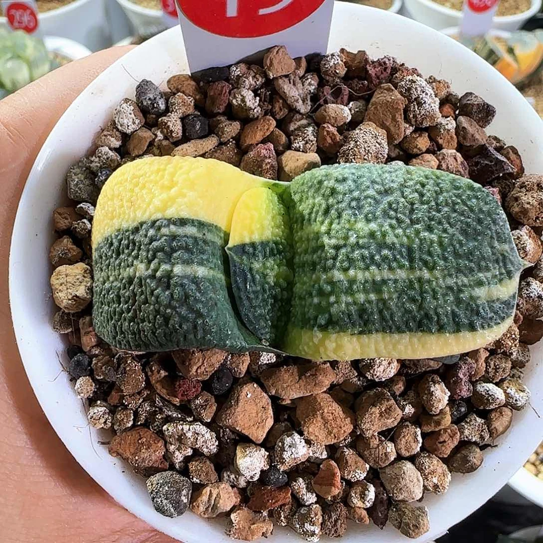 19号军配卧牛锦一物一拍带盆土