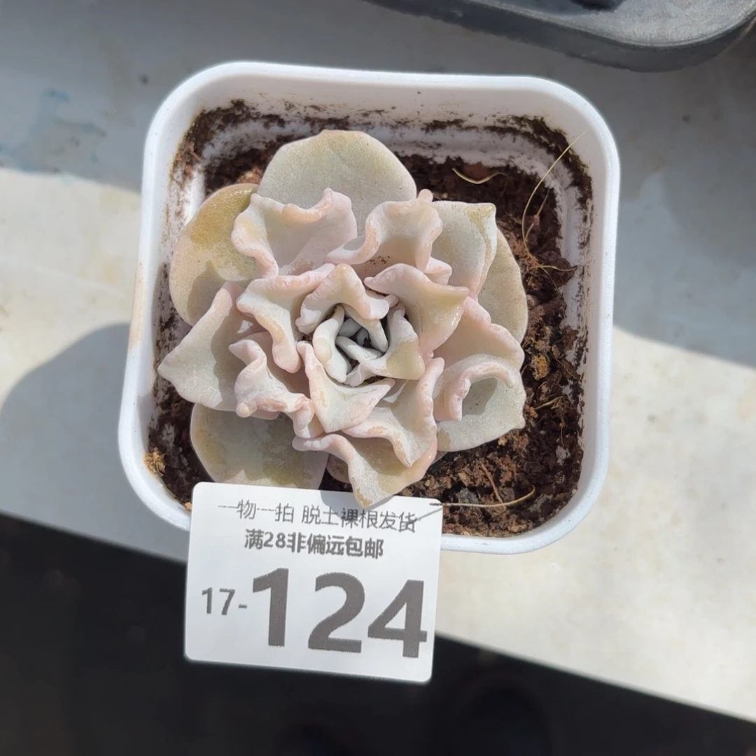 芭蕾舞者多肉多肉