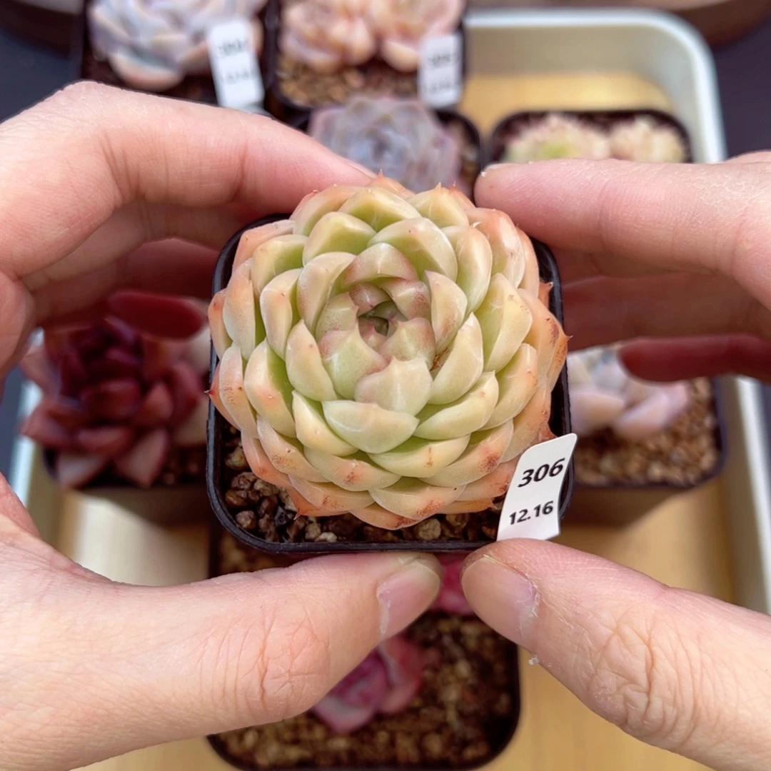 好好看306、哈哈哈哈