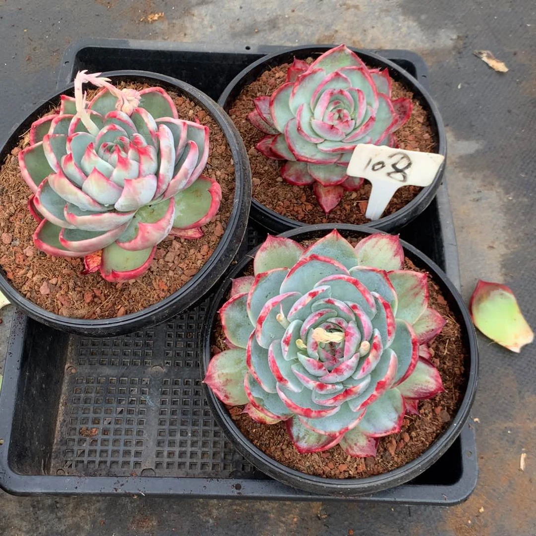 108号多肉植物惊鸿3颗