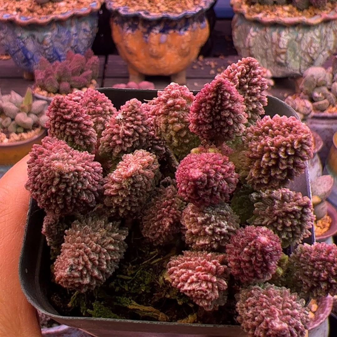 平***姐啦啦啦啦啦啦啦啦啦