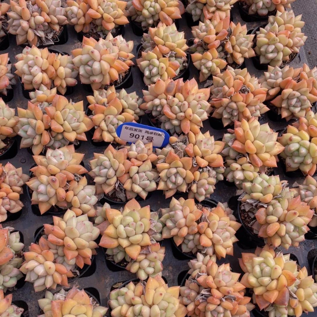 901号黄金象牙群一个