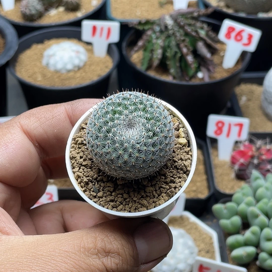 实生孤刺恋山彦仙人球