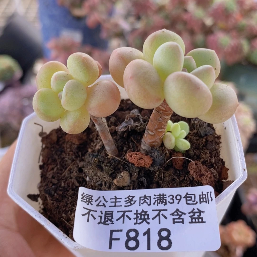 萤火虫5cm818多肉植物
