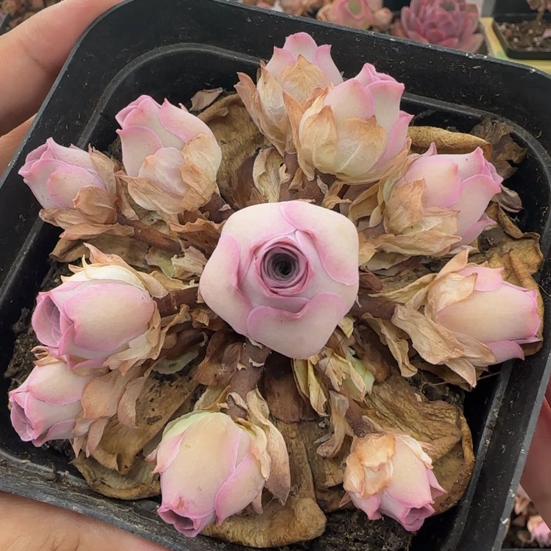 Y825半城玫瑰情澜
