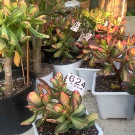 624卷叶脱土发货