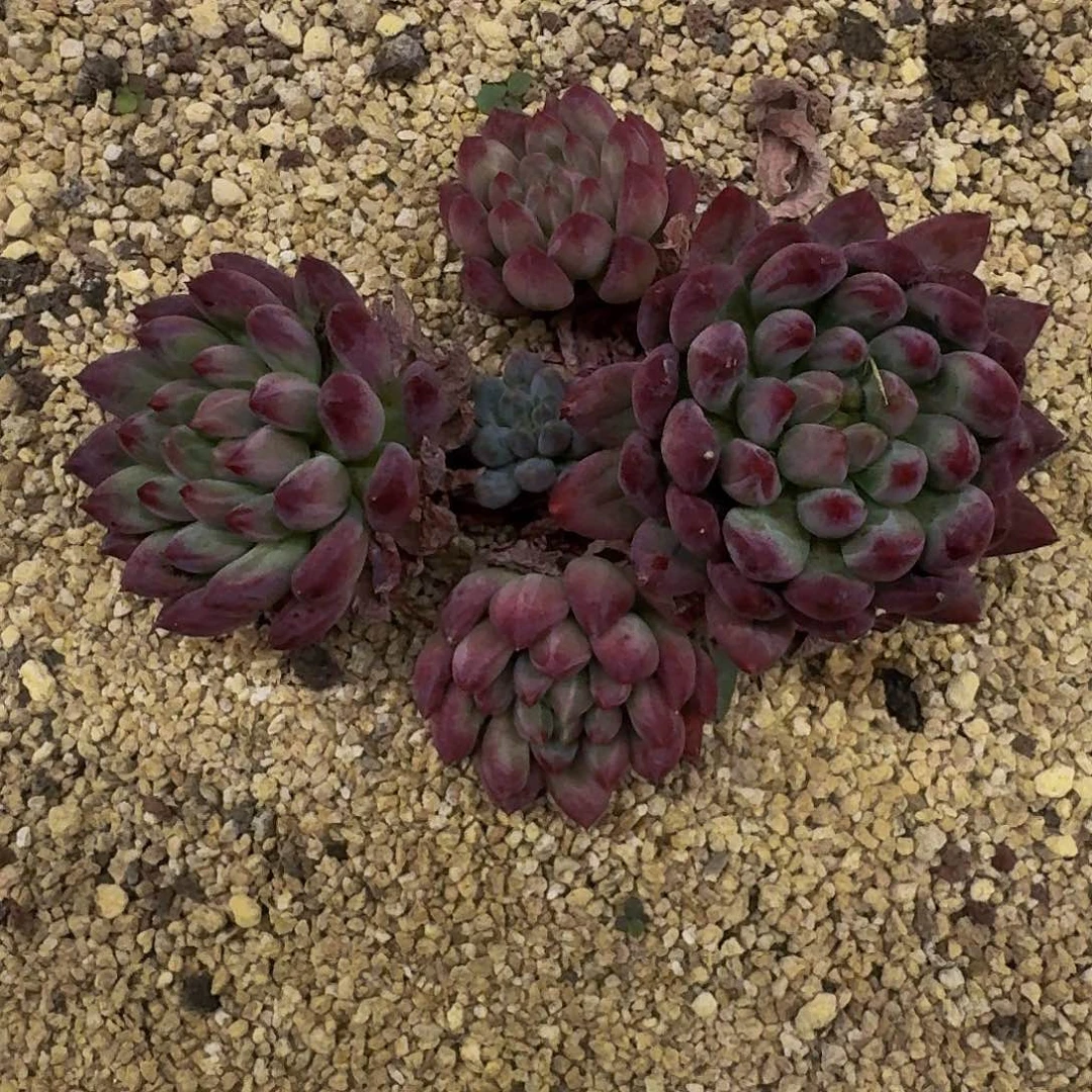 流沙体 虞美人  一物一拍