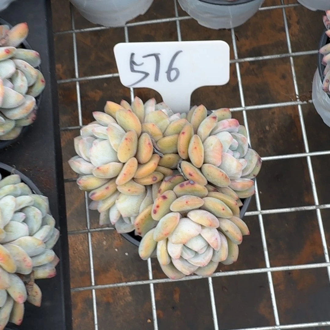 576橙子肉肉肉肉肉肉肉