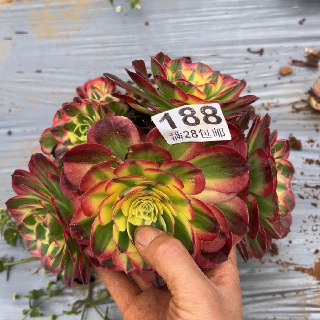 多肉植物188根部有伤