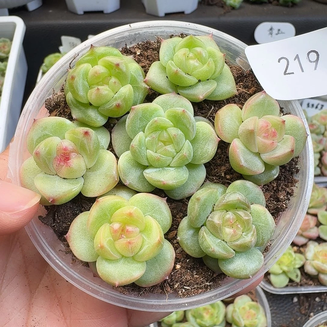 一物一拍一物一拍918-219