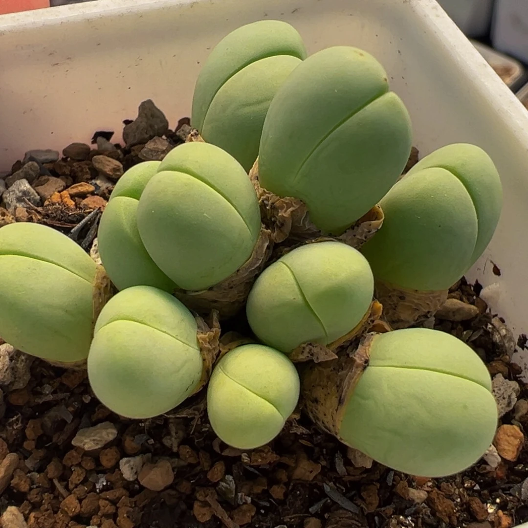 522多肉植物种类多样
