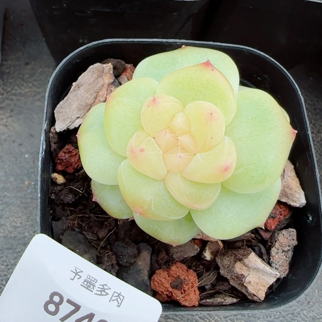 冰飘花，8740多肉植物