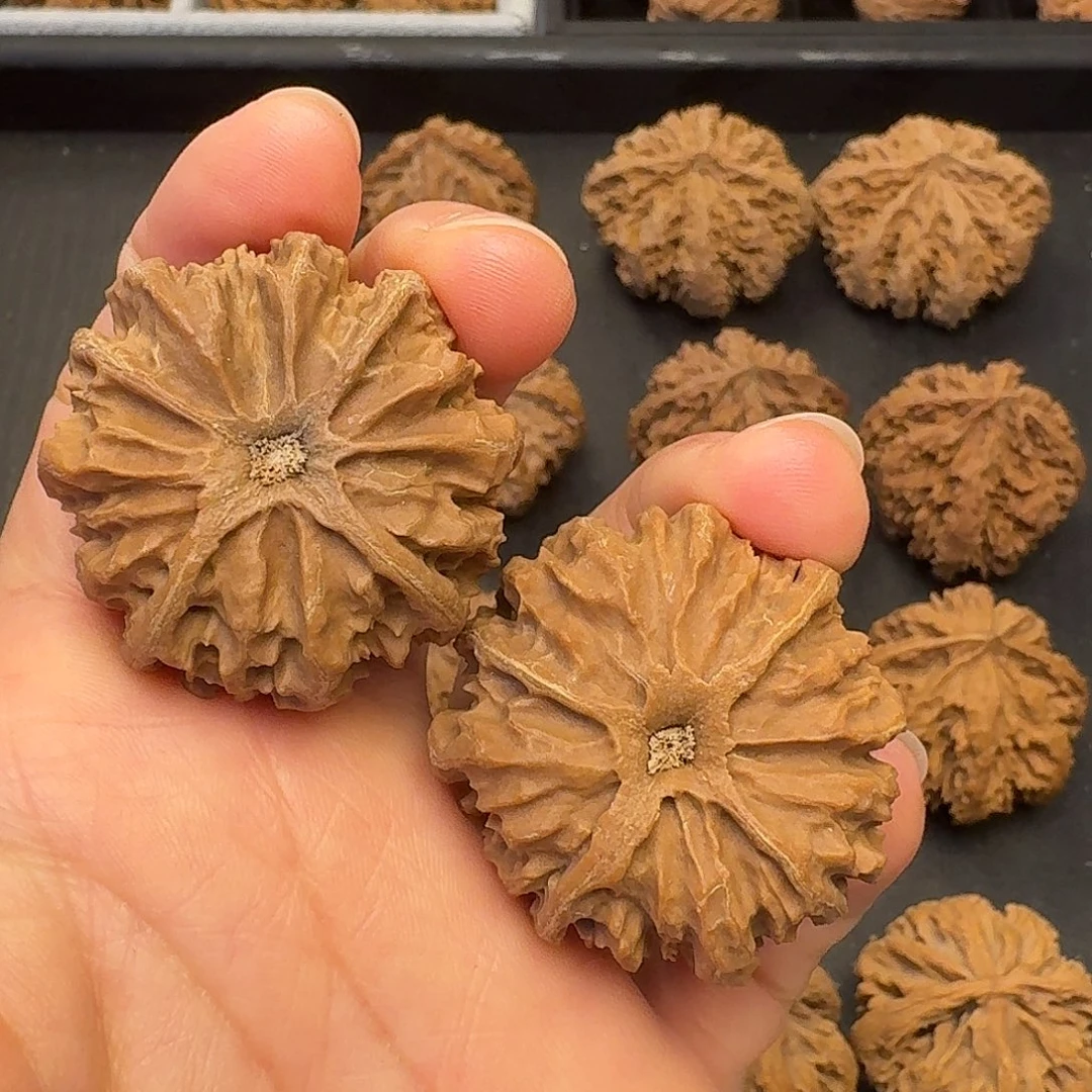 核桃突突突突我好怕好想