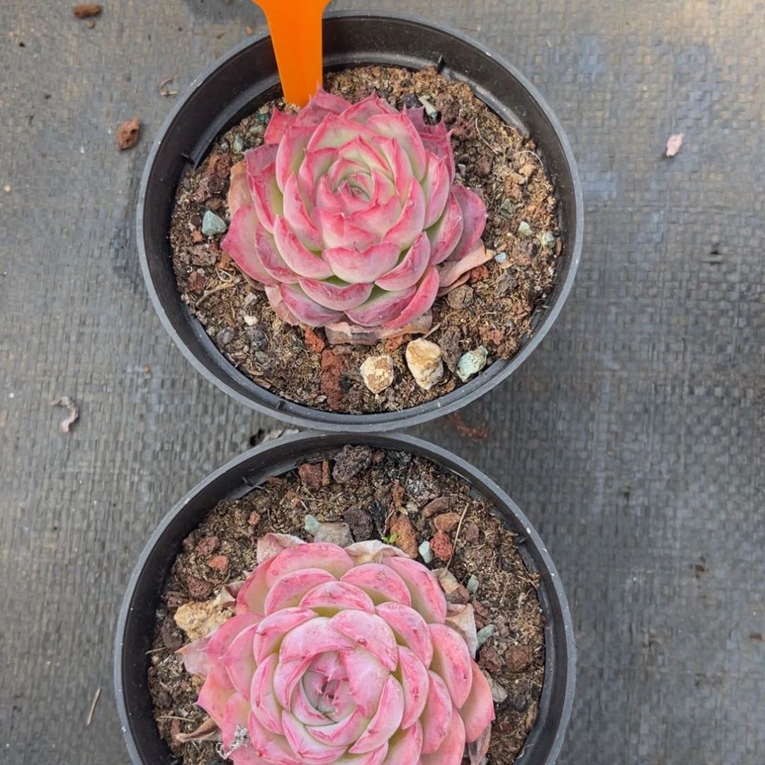 云尘多肉一物一拍1586