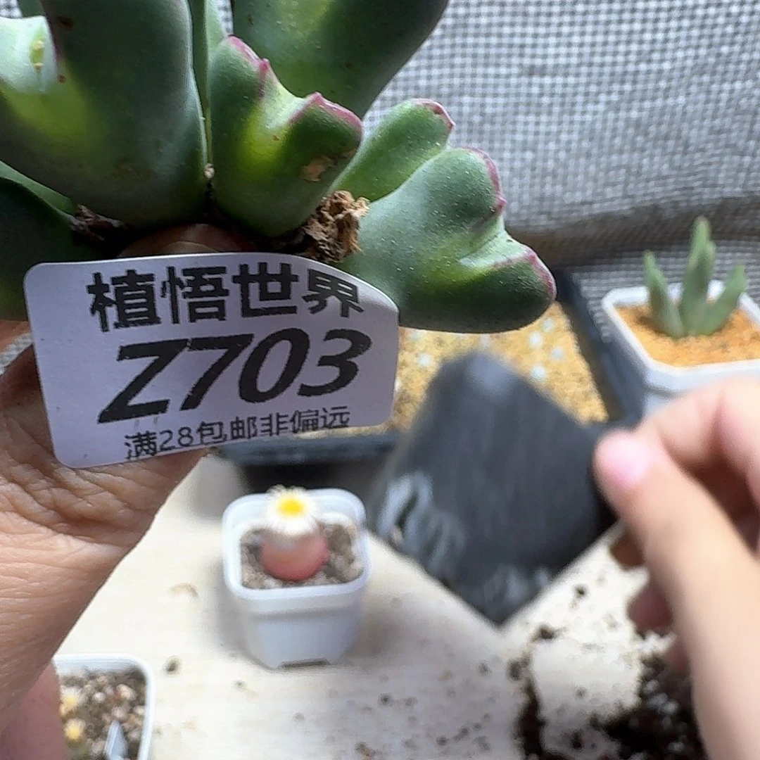 多肉植物的是fhhn