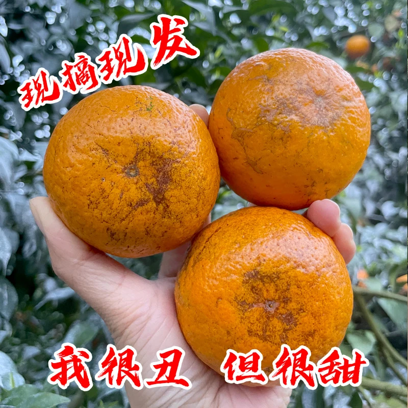 正宗云南高原沃柑  新鲜采摘 现采现发 带箱约10斤